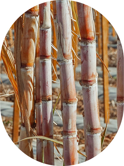 Sugarcane