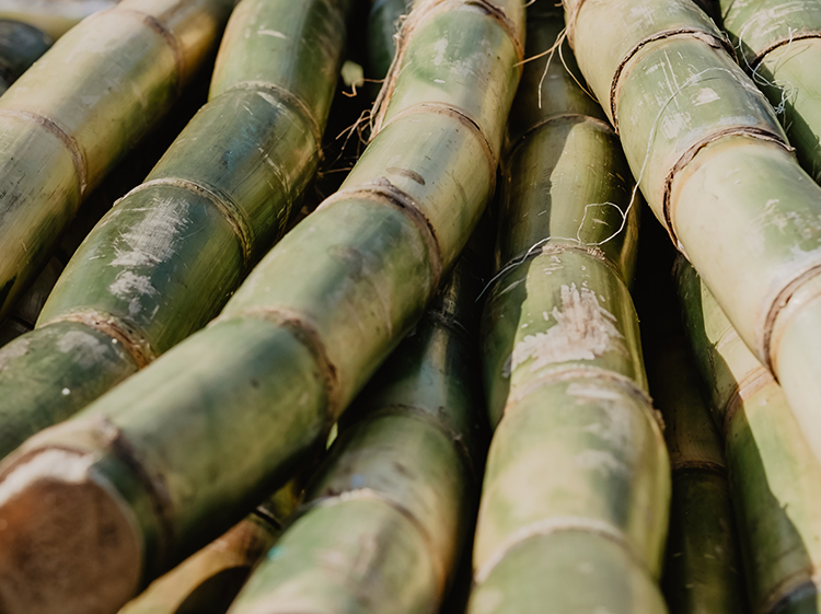 Sugarcane