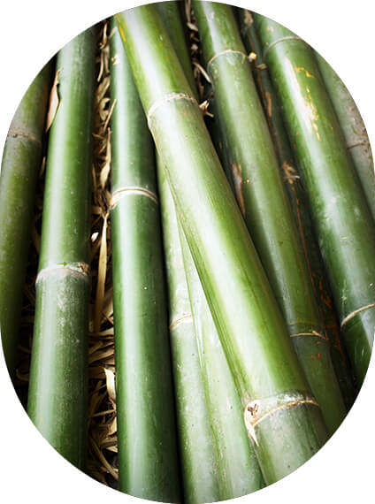 Bamboo